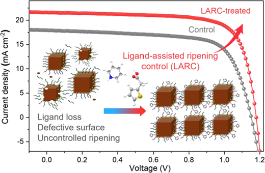 Aromatic Molecules Control Perovskite Quantum Dot Ripening for Efficient Solar Cells