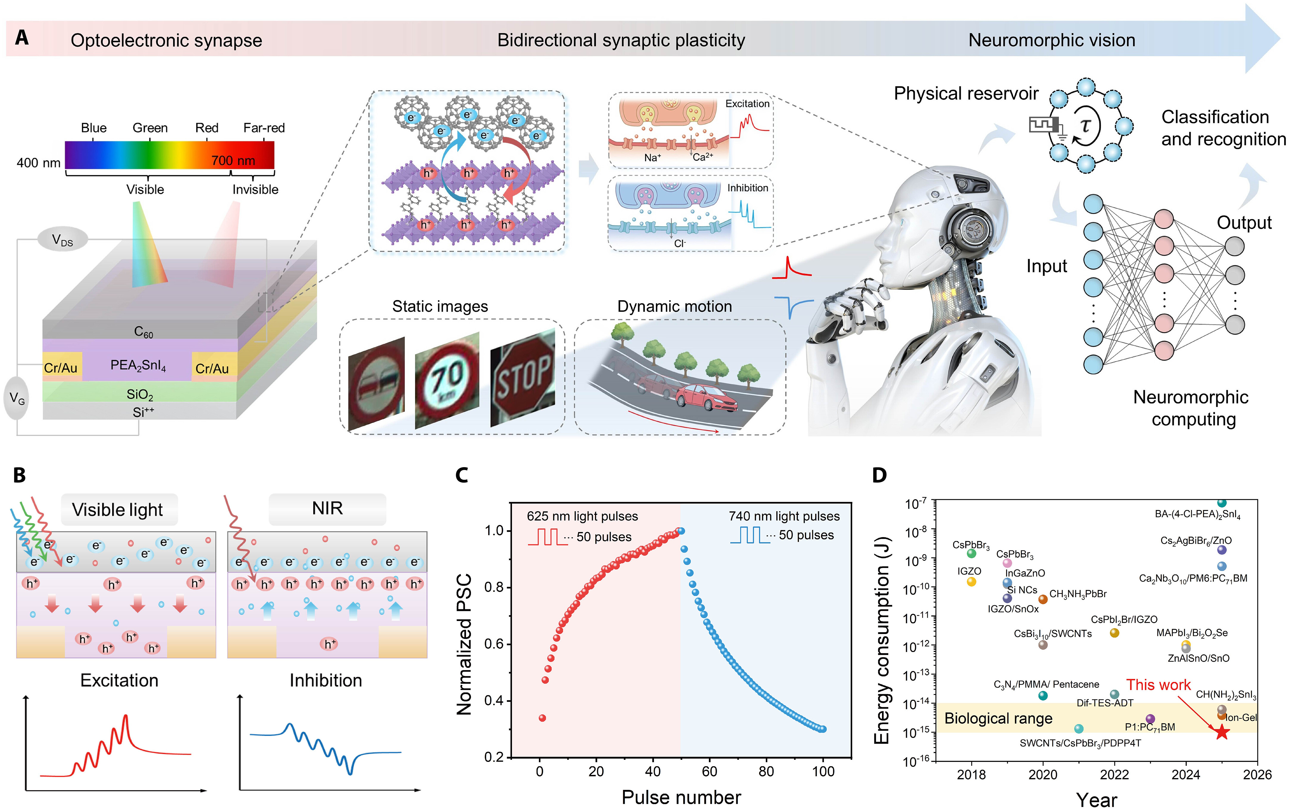 Light-tunable charge dynamics enable ultralow-power bidirectional lead-free perovskite synapses for intelligent vision